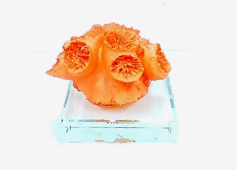 Coral Paper Weight Orange